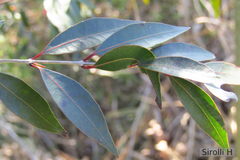 Blepharocalyx salicifolius