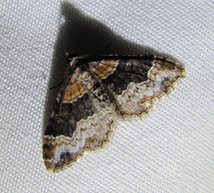 Xanthorhoe ferrugata