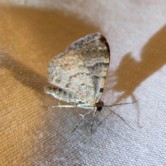 Xanthorhoe ferrugata