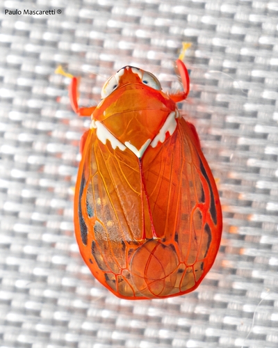 Nesothamnus amazonicus