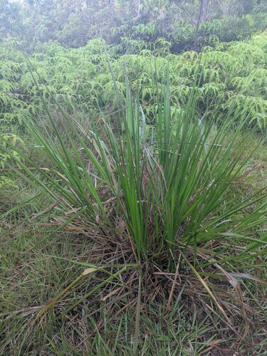sword grass (Paspalum virgatum)