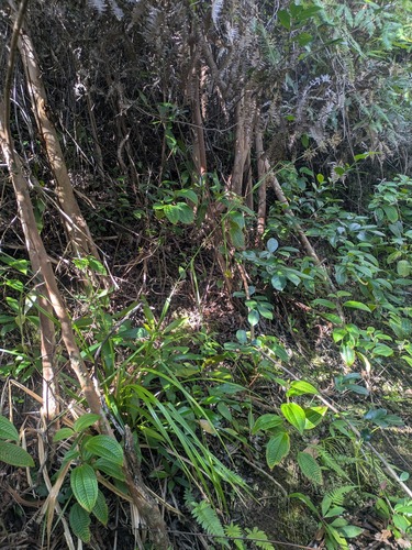 Kuolohia (Rhynchospora sclerioides)