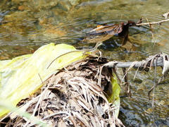 Basiliscus galeritus