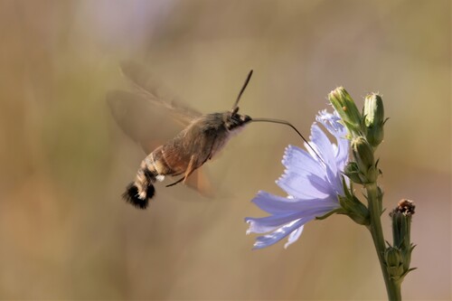 Eurasian Hummingbird Hawkmoth photo 6
