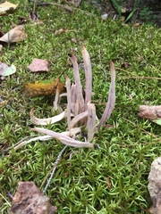 Alloclavaria purpurea