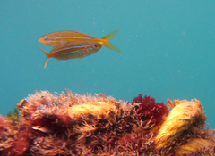 Elagatis bipinnulata