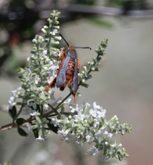 Eichlinia grande