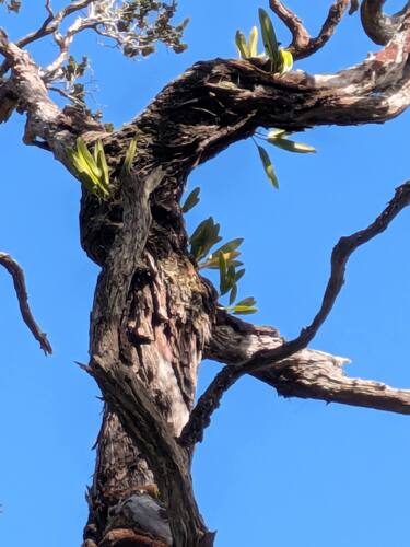 Elaphoglossum crassifolium observed 2025-06-30