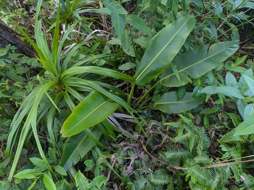 Ravenala madagascariensis observed 2025-06-30