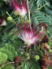 Calliandra pittieri