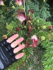 Calliandra pittieri