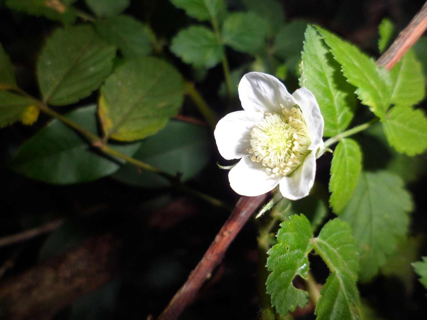 Rubus rosifolius