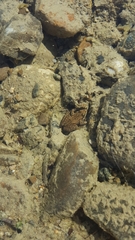 Rana luteiventris