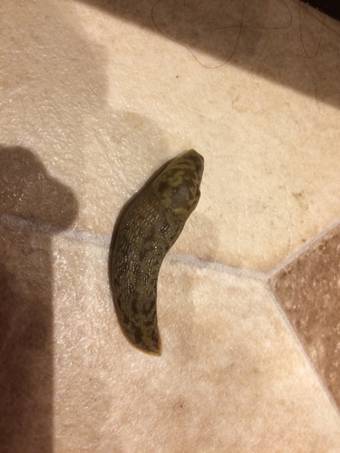 Green Cellar Slug, Great Britain, Bath, England, GB, photo 10 of 10
