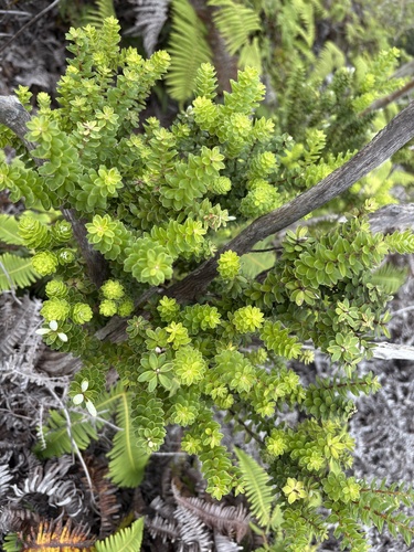 Leptecophylla tameiameiae observed 2025-07-09