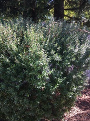 Myrtus