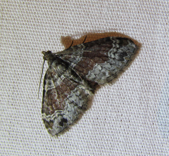 Xanthorhoe ferrugata