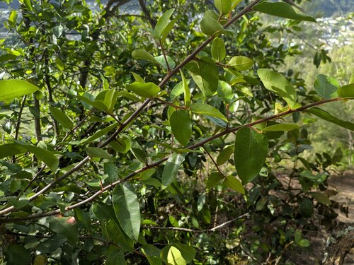 Sideroxylon persimile observed 2025-07-02