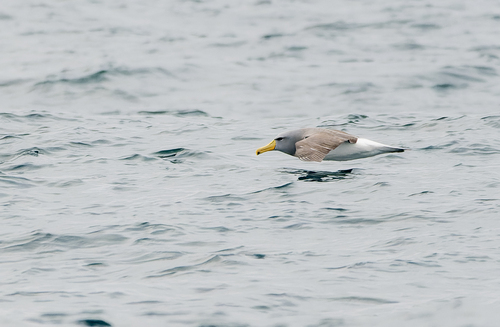 Chatham Albatross (Thalassarche eremita), photo 7