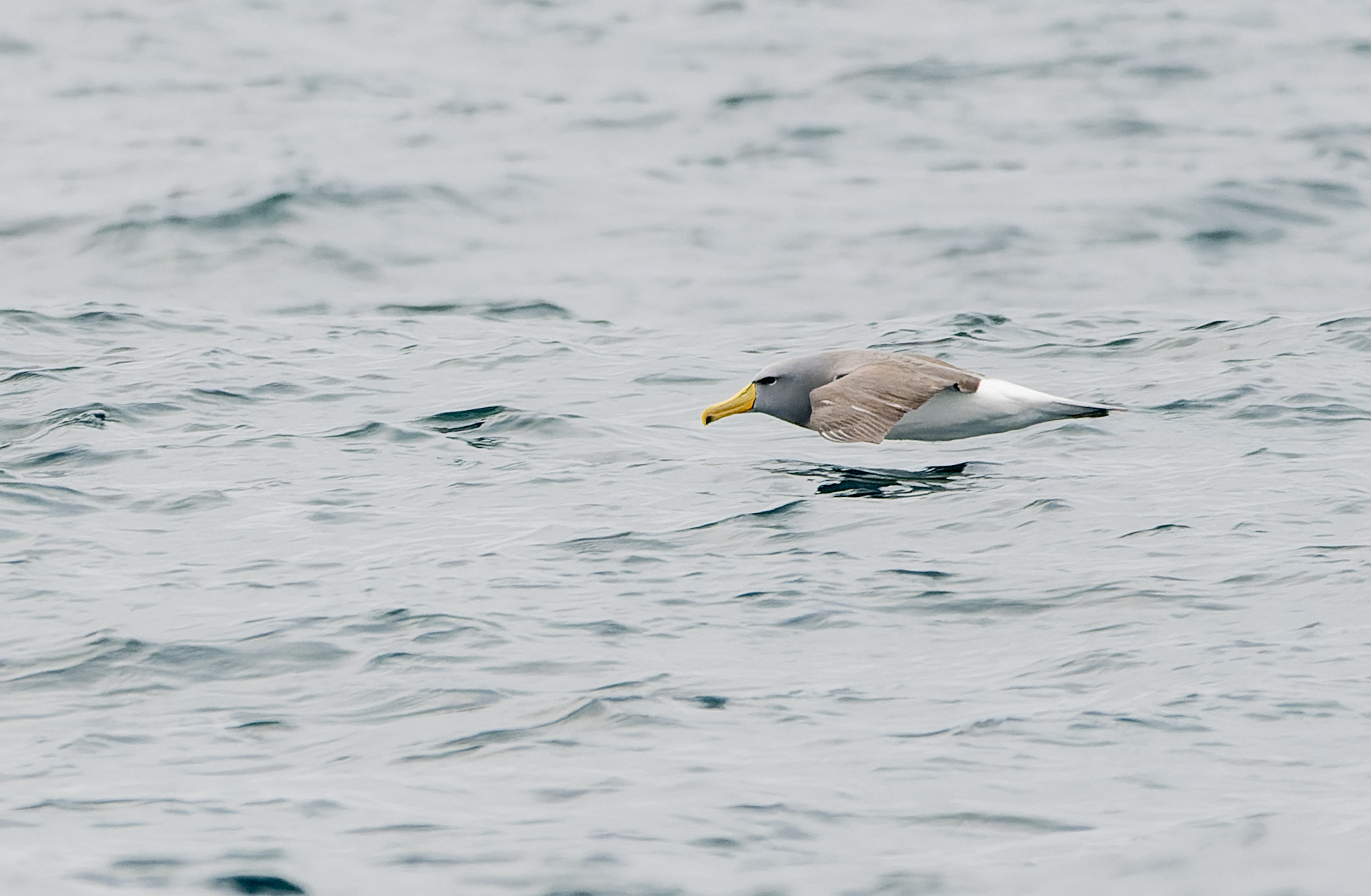 Chatham Albatross (Thalassarche eremita), photo 7