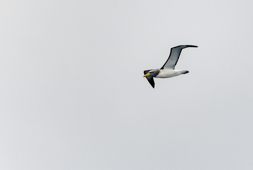 Chatham Albatross (Thalassarche eremita), photo 4