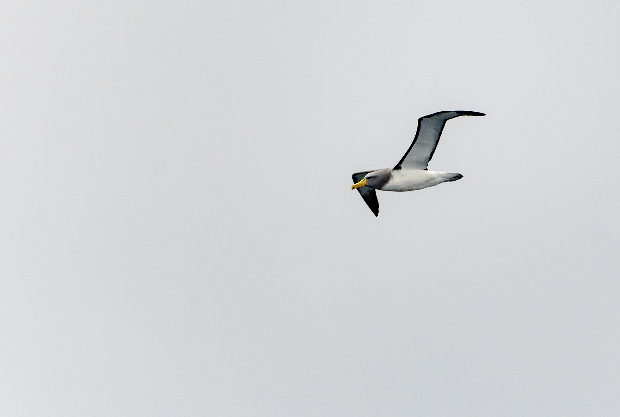 Chatham Albatross (Thalassarche eremita), photo 4