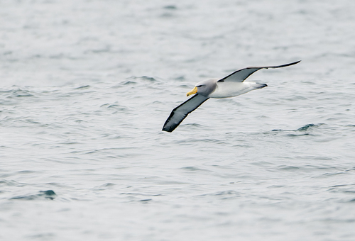 Chatham Albatross (Thalassarche eremita), photo 9