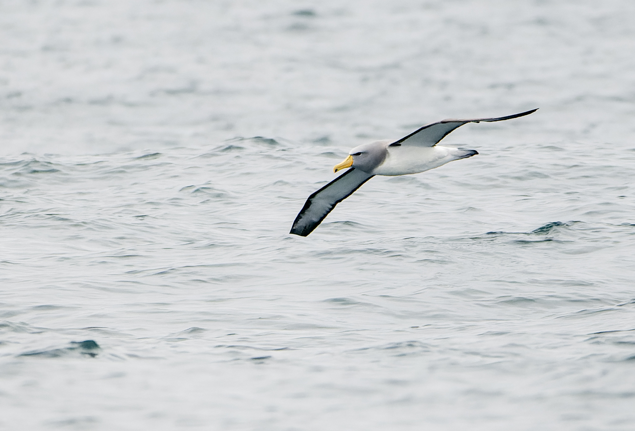 Chatham Albatross (Thalassarche eremita), photo 3