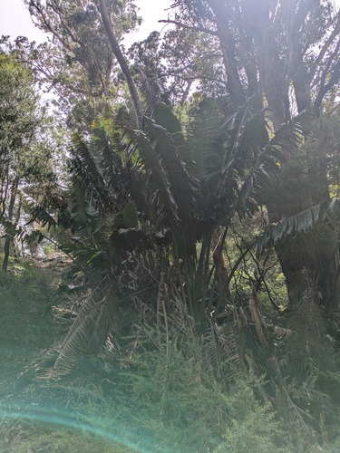 Ravenala madagascariensis observed 2025-07-02