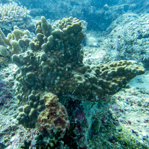 Millepora exaesa observed 2025-03-04