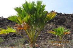 Pritchardia