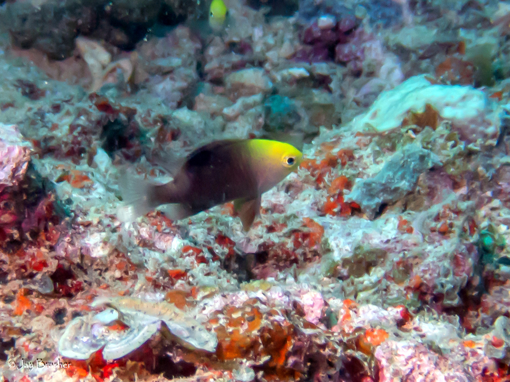 Talbot's Damsel
