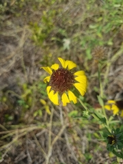 Gaillardia aestivalis