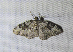 Xanthorhoe iduata