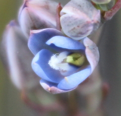 Thelymitra aemula