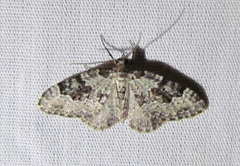 Xanthorhoe iduata