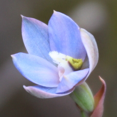 Thelymitra aemula