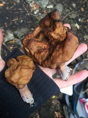Gyromitra