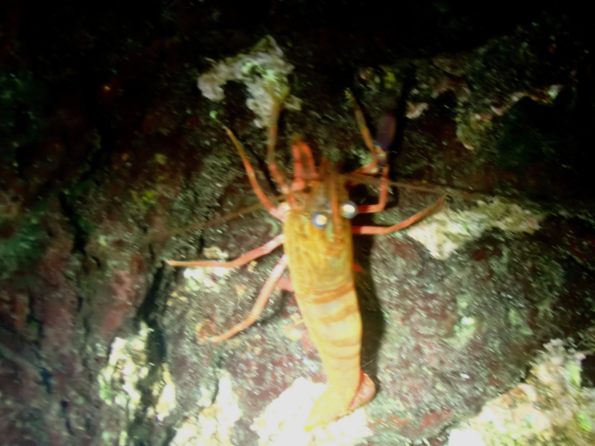 Camarón de coral