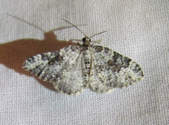 Xanthorhoe iduata