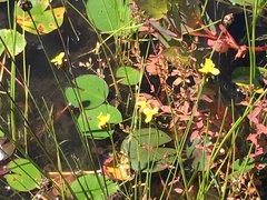 Xyris difformis