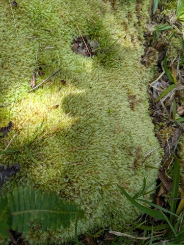 Leucobryum gracile observed 2025-07-02