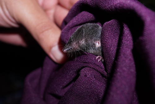 Merriam's Small-eared Shrew (Cryptotis merriami) — Least Concern Mammalia