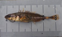 Pungitius pungitius