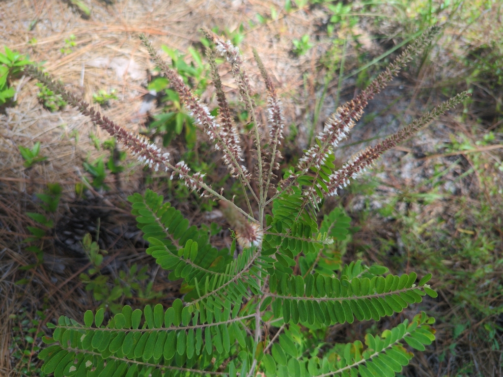 Clusterspike false indigo (Amorpha herbacea)
