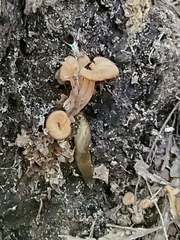 Cudoniaceae