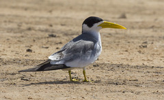 Large-Billed Tern photo 4
