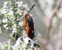 Eichlinia grande
