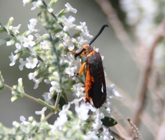 Eichlinia grande