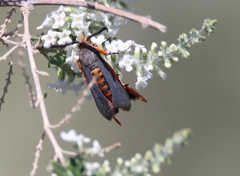 Eichlinia grande